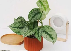 Phụ nữ tuổi 40 trở lên: Trồng 3 loại cây này, không khí trong lành, tiền bạc thêm vượng