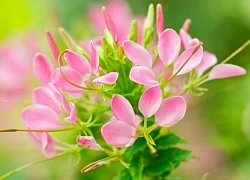Tinh hoa hội tụ vào 19 ngày tới, 3 con giáp lắm tiền nhiều của, sự nghiệp sải cánh bay cao