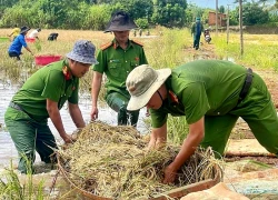 50 cán bộ, chiến sĩ công an xuống đồng gặt lúa chạy lũ giúp dân