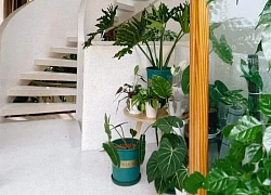 Căn nhà 75m2 trắng tinh khôi ngập tràn cây xanh sau 2 năm sử dụng