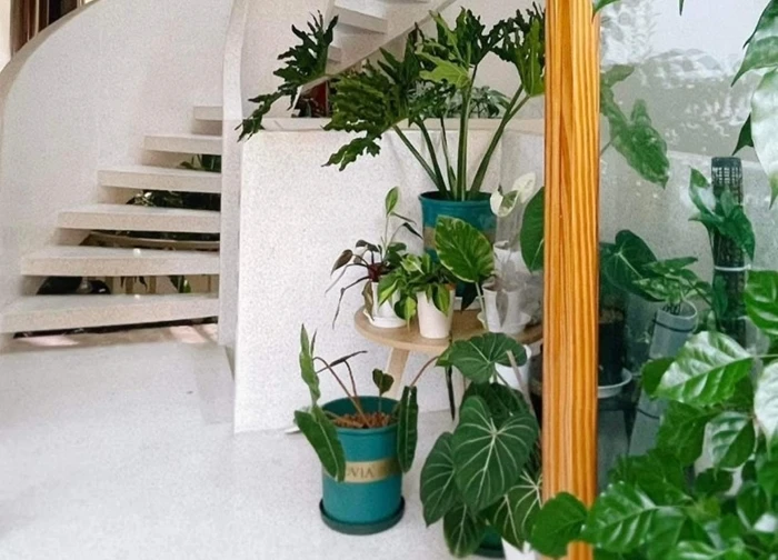 Căn nhà 75m2 trắng tinh khôi ngập tràn cây xanh sau 2 năm sử dụng