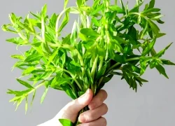 Công dụng trị bệnh của rau ngổ và cách dùng an toàn