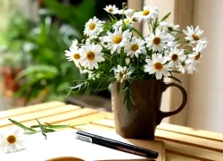Đúng 20h hôm nay, ngày 11/9/2025, 3 con giáp nằm không cũng hứng trọn mưa Tài Lộc, đón cát tinh chiếu mệnh, giàu sang khỏi bàn, tương lai huy hoàng