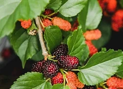 Đừng chỉ hái lá, loại quả này tốt 'ngang nhân sâm người nghèo' quê mọc um tùm bờ rào