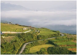 Hàng nghìn gốc hoa mua tím bung nở ở Sơn La