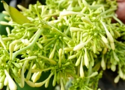 Hoa đu đủ đực - món ăn dân dã, vị thuốc quý ít ai ngờ