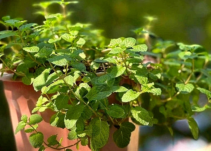 Những mẹo làm đẹp da tại nhà với lá bạc hà