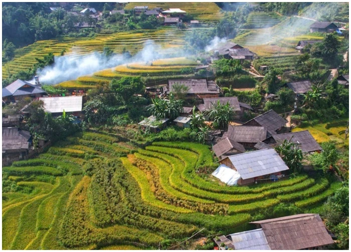 Lúa chín vàng, thơm ngát ở ngôi làng Việt đẹp nhất châu Á