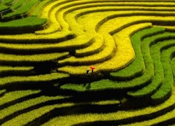 Mùa vàng Mù Cang Chải Khúc giao mùa rực rỡ của núi rừng