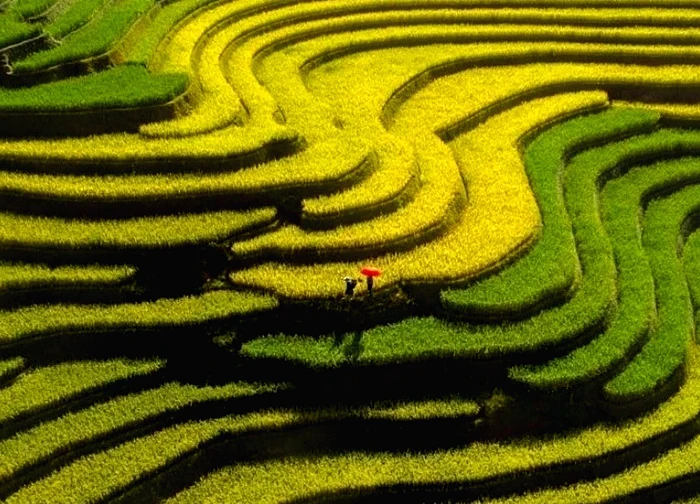 Mùa vàng Mù Cang Chải Khúc giao mùa rực rỡ của núi rừng