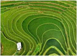 Ngày mới trên 'võng lúa' Sáng Nhù ở Lào Cai
