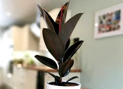Ông bà dặn: Đặt 3 chậu cây trong phòng khách, tài lộc dồi dào, gia đình bình an, hạnh phúc