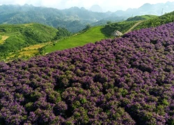 'Săn' sim tím giữa biển mây đẹp siêu thực ở Sơn La