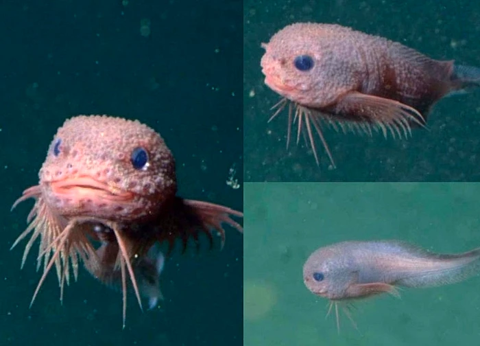 Thế giới vừa phát hiện ra 3 sinh vật lạ mới