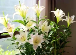 3 loại hoa tuyệt đối không nên trồng trong nhà: Hoa có thể nở rộ nhưng gia chủ thì khó hanh thông