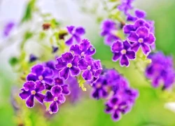 Mừng 3 con giáp trúng số độc đắc đúng 300 tỷ trong 2 ngày cuối tuần (13-14/9), nghênh ngang đón tài lộc, rủng rỉnh túi tiền đầy, mọi điều may mắn