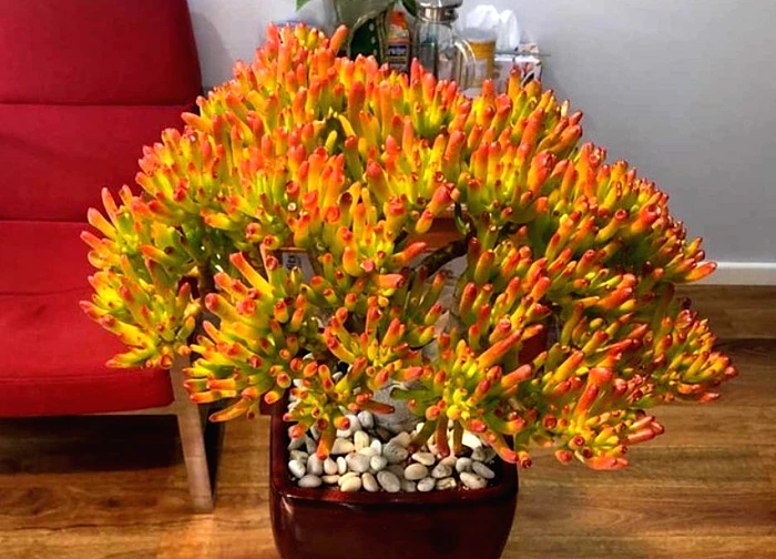 Ông bà dặn con cháu: Ban công trồng 3 cây này, đời hanh thông, phúc đức bền như núi!