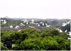 Về rừng ngập mặn Xuân Thủy