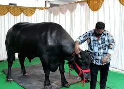 Anh nông dân có con trâu "khủng", đại gia vác 4,5 tỷ đồng trả tại chỗ