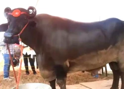 Con trâu "khổng lồ" giá 69 tỷ đồng, chủ chần chừ "chưa ưng bán"