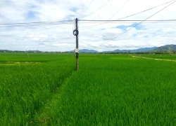 Hai người tử vong trên ruộng lúa