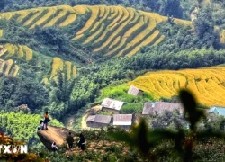 Khám phá các ruộng bậc thang đẹp nhất Lào Cai vào mùa lúa chín