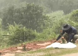 Người đàn ông trồng 1.000 cây hoa hồng, cả chục gốc phượng tặng vợ quá cố