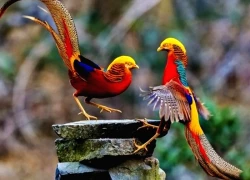 Phát hiện "phượng hoàng" ẩn nấp sau nhà dân, chuyên gia nói: Đây là loài vật quý giá được quốc gia bảo vệ