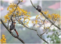 "Viên ngọc quý" của Đà Nẵng mở lại hoạt động tham quan, dã ngoại