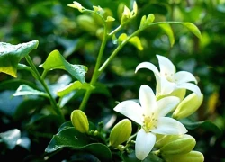 8 loại cây trấn nhà giữ của: Hít một hơi thấy khỏe, mở mắt đã thấy Thần Tài ghé thăm!