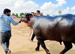 Con trâu đực được trả 9 tỷ đồng, người đàn ông vẫn quyết không bán