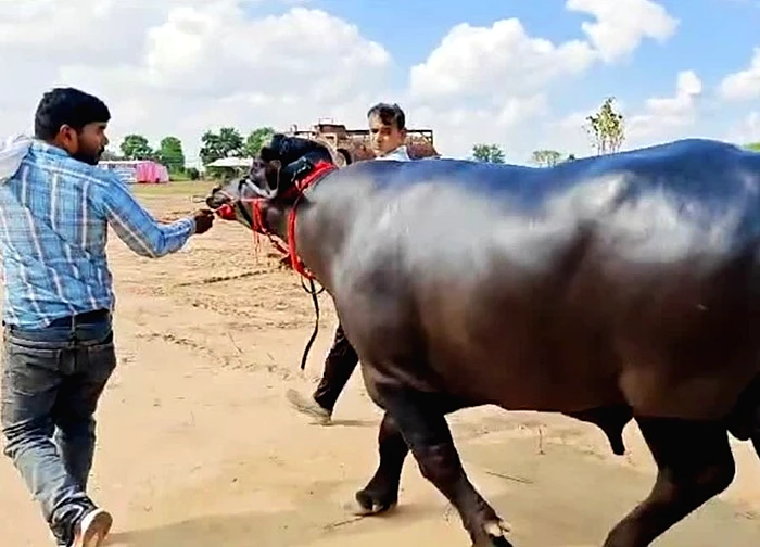 Con trâu đực được trả 9 tỷ đồng, người đàn ông vẫn quyết không bán