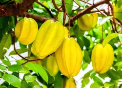 Loại trái cây quen thuộc không nên ăn quá 4 quả để tránh suy thận cấp