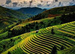 Mùa lúa ngả vàng trên khắp núi đồi Tây Bắc