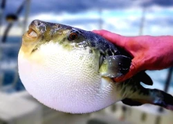 Nấu món cá tưởng ngon hóa ra 'kịch độc', một người tử vong, 2 người còn lại nhập viện