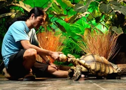 Người đàn ông ở Hà Nội nuôi thú cưng 'khổng lồ', mỗi bữa tốn vài cân thức ăn