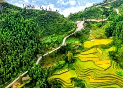 Hoàng Su Phì vào mùa vàng - Bức tranh núi rừng mê hoặc lòng người