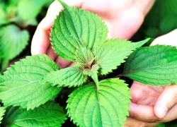 Khám phá công dụng của rau kinh giới