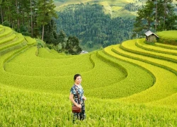 Lào Cai: Mùa lúa vàng 'bội thu' du khách