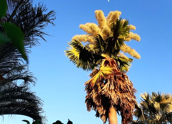 Loài cây quý hiếm bậc nhất thế giới, chỉ nở hoa 1 lần duy nhất rồi "tự tử"