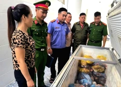 Mổ lợn dịch để bán, chủ lò mổ bị khởi tố