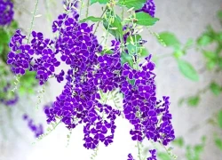 Tử vi ngày 3/8 âm lịch, 3 con giáp may mắn ngút trời, nhà xe có đủ, tha hồ hốt bạc, đổi đời lên hương