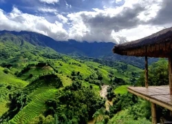 Uống cà phê ngắm lúa chín 'ngay trước mắt' ở Sa Pa