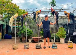 Chàng trai Phú Thọ nuôi thú cưng 'chân không chạm đất', đuôi càng dài càng đắt