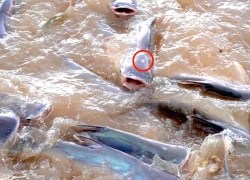 Đàn cá trời ban và "ký hiệu" đặc biệt trên đầu được cưng như con ở miền Tây