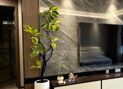 Đặt 1 trong 6 cây phong thủy này trong phòng khách: 9/10 gia đình đều giàu có