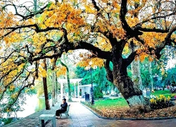 Hà Nội lọt top 7 điểm đến mùa thu đẹp nhất châu Á