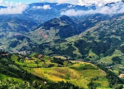 Ngắm mùa vàng từ 'sống lưng khủng long' ở Lào Cai
