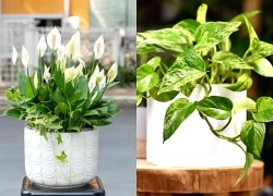 3 loại cây cát lành dễ trồng, đặt góc nào cũng tốt cho sức khỏe