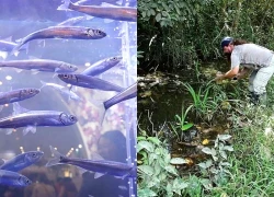 Bí ẩn về loài cá đã biến mất 21 năm nhưng lại được tìm thấy trong ao nước hôi thối sâu 40cm, tất cả là nhờ con người bỏ mặc?